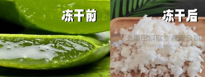 芦荟冻干持久保鲜秘籍